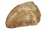 Bargain, 1.10" Juvenile Carcharodontosaurus Tooth  - #200747-1